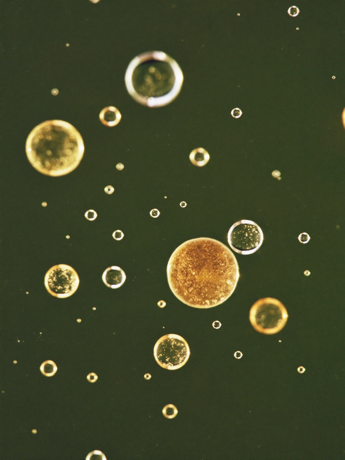 Golden oil microspheres suspended in water, resembling phospholipid liposomes