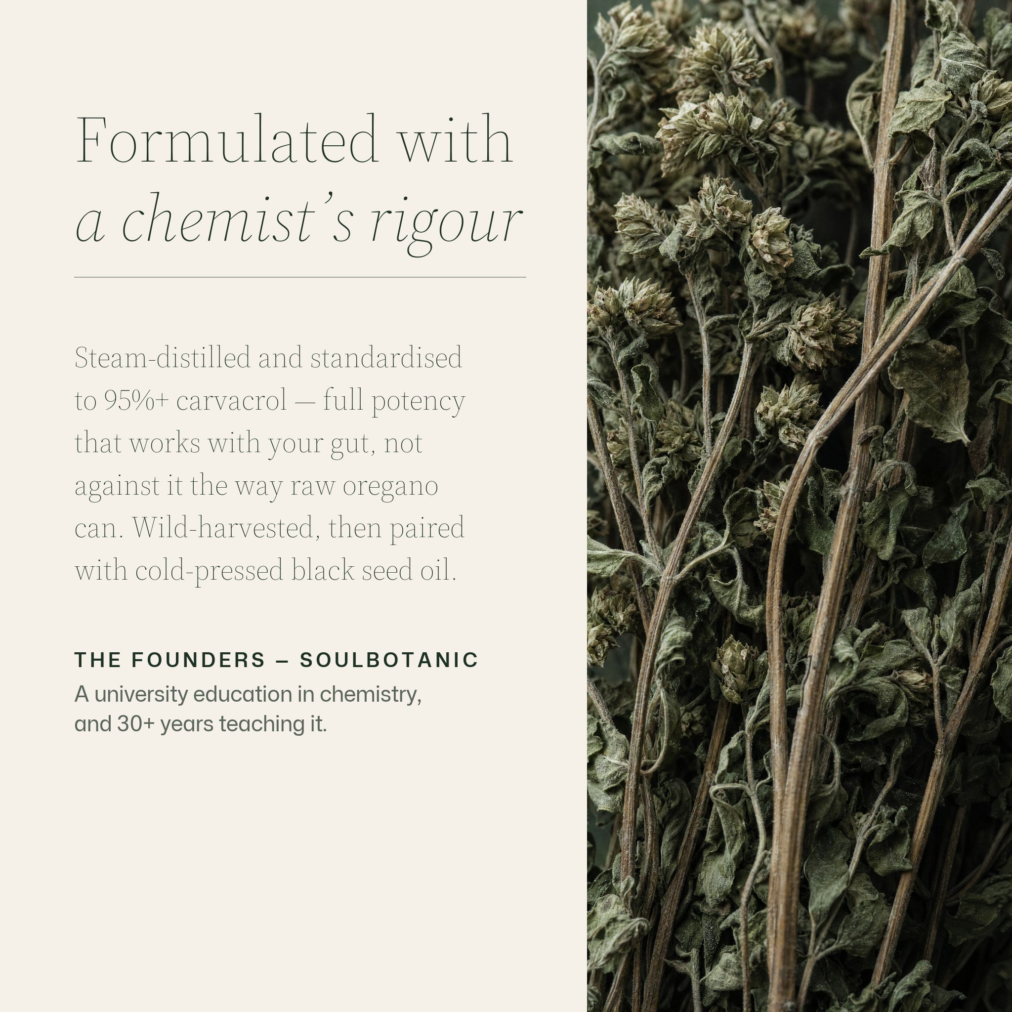Formulated with a chemist’s rigour: steam-distilled wild oregano standardised to 95%+ carvacrol, wild-harvested and paired with cold-pressed black seed oil, beside a dried wild oregano bundle.