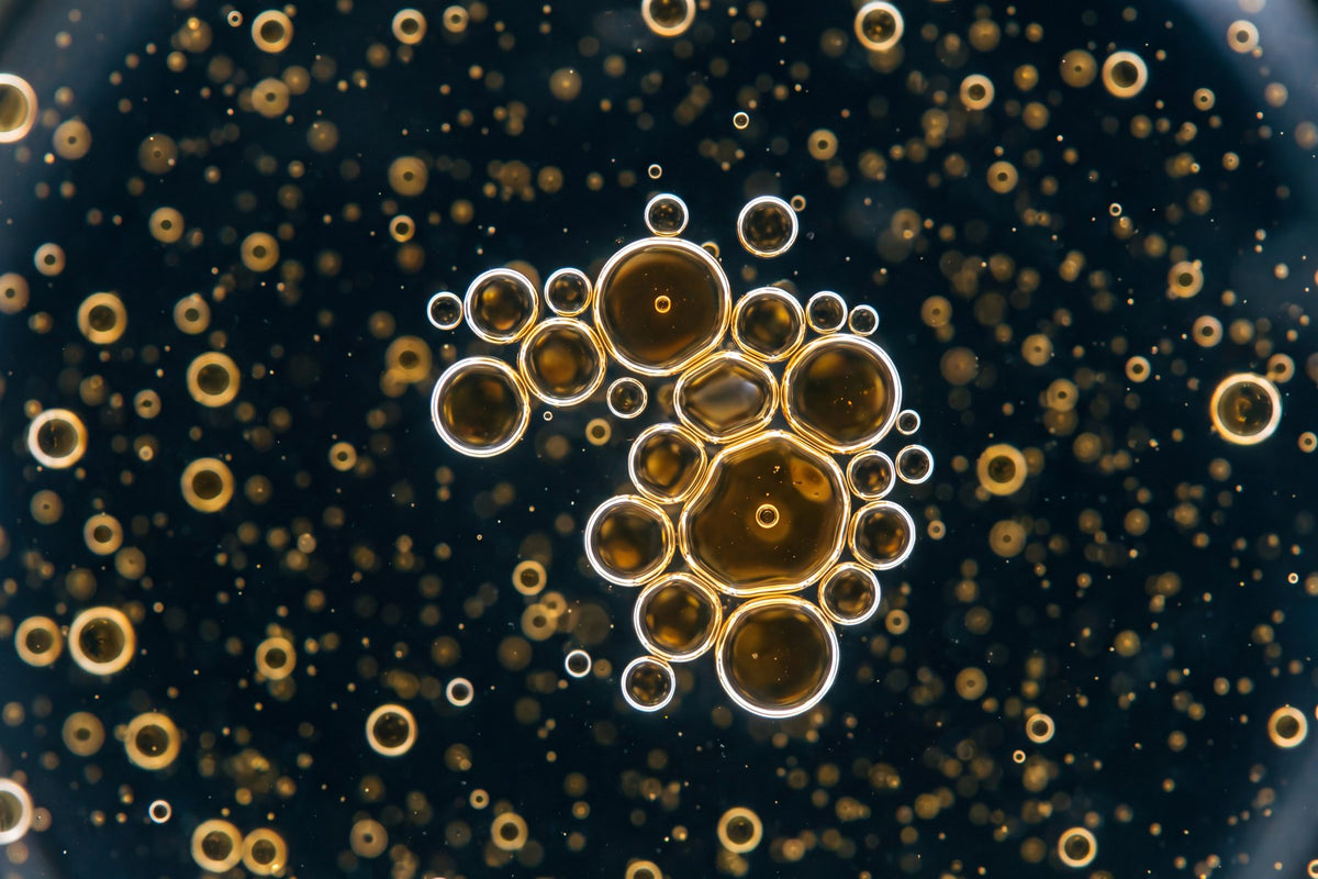 Extreme macro of golden oil microspheres suspended in dark water, resembling phospholipid liposomes