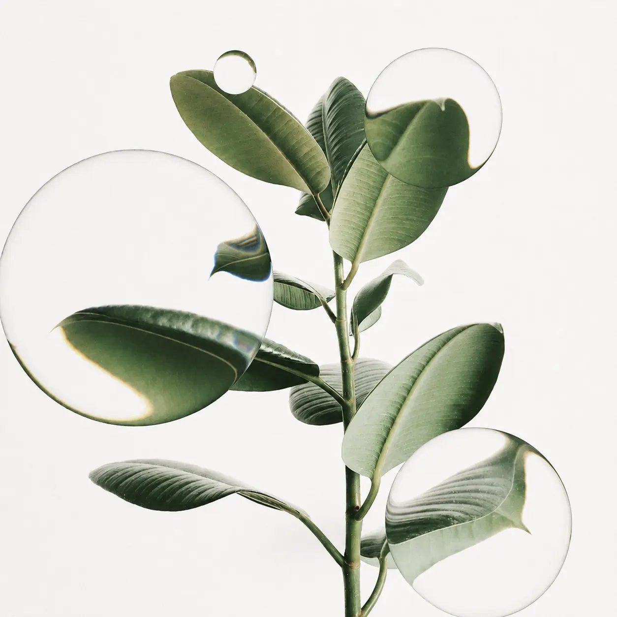 Wild oregano beside a glass vessel of amber botanical extract