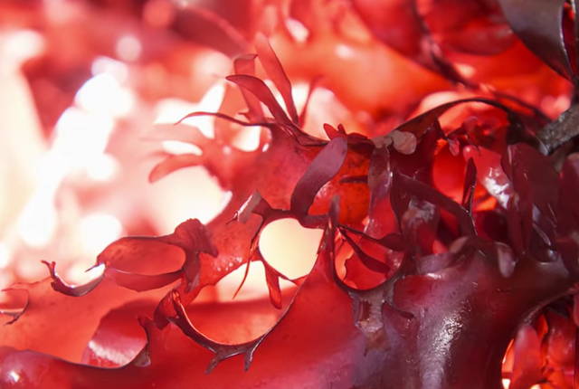 Astaxanthin algae, macro