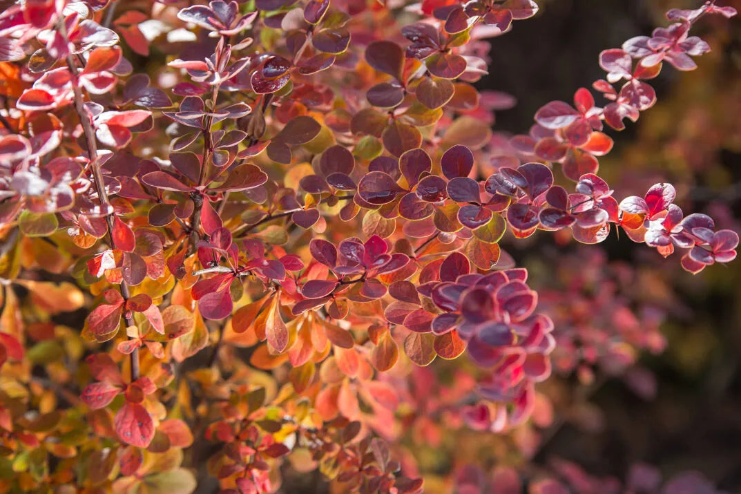Barberry, source of berberine, macro