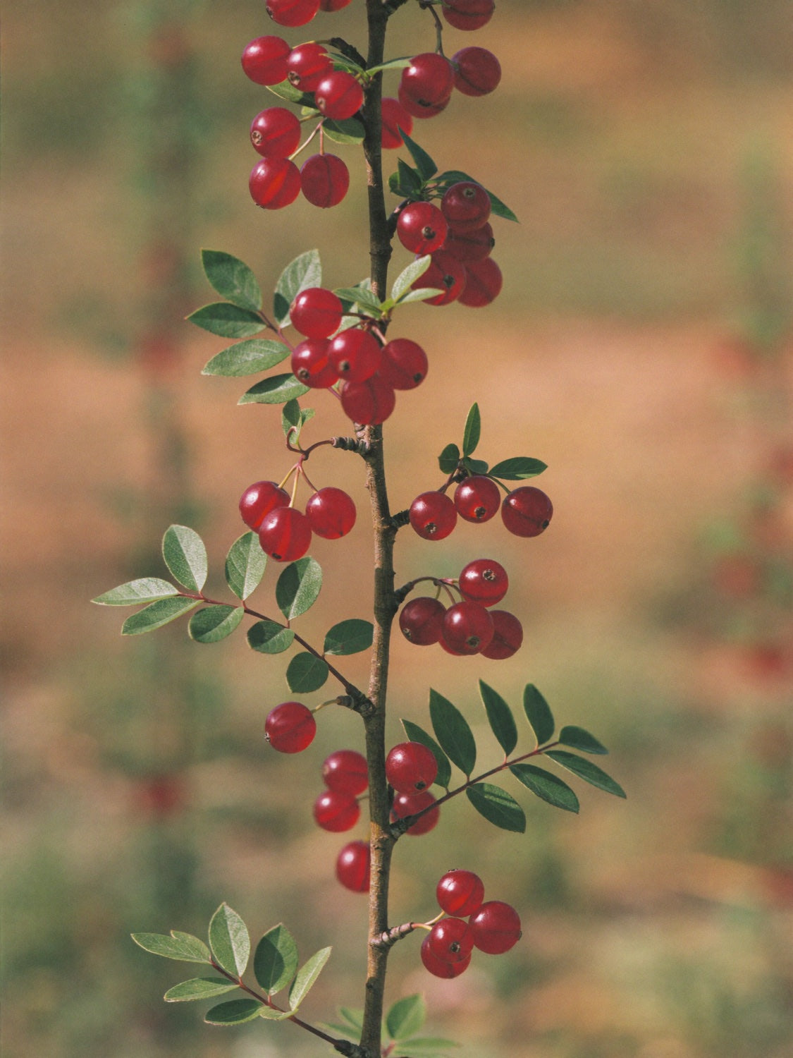 Barberry (Berberis) branch with red berries, the botanical source of berberine