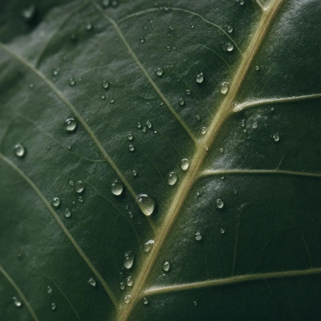 Banaba Leaf