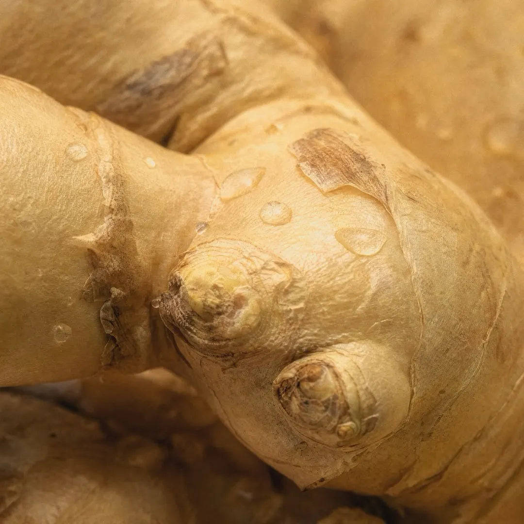 Ginger Root Oil