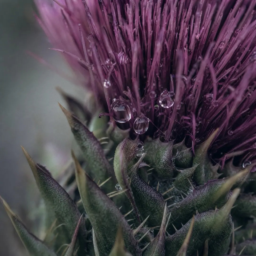 Milk Thistle
