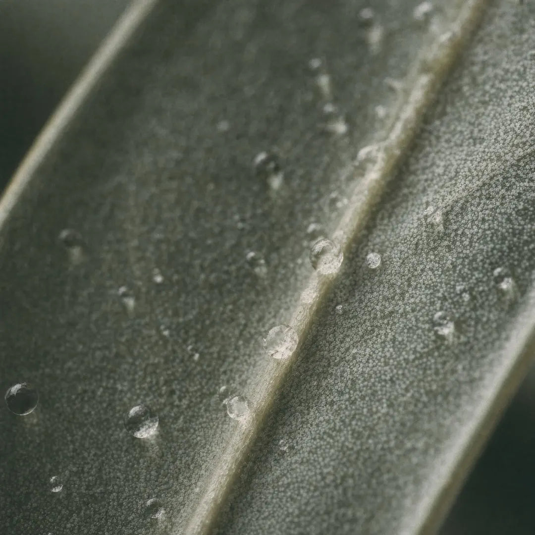 Olive Leaf