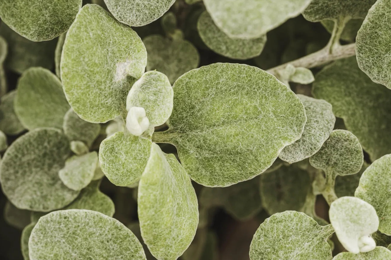 Wild oregano, macro