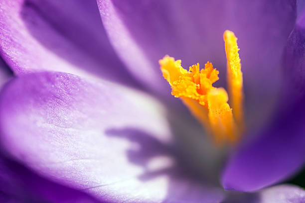 Saffron crocus stigma, macro
