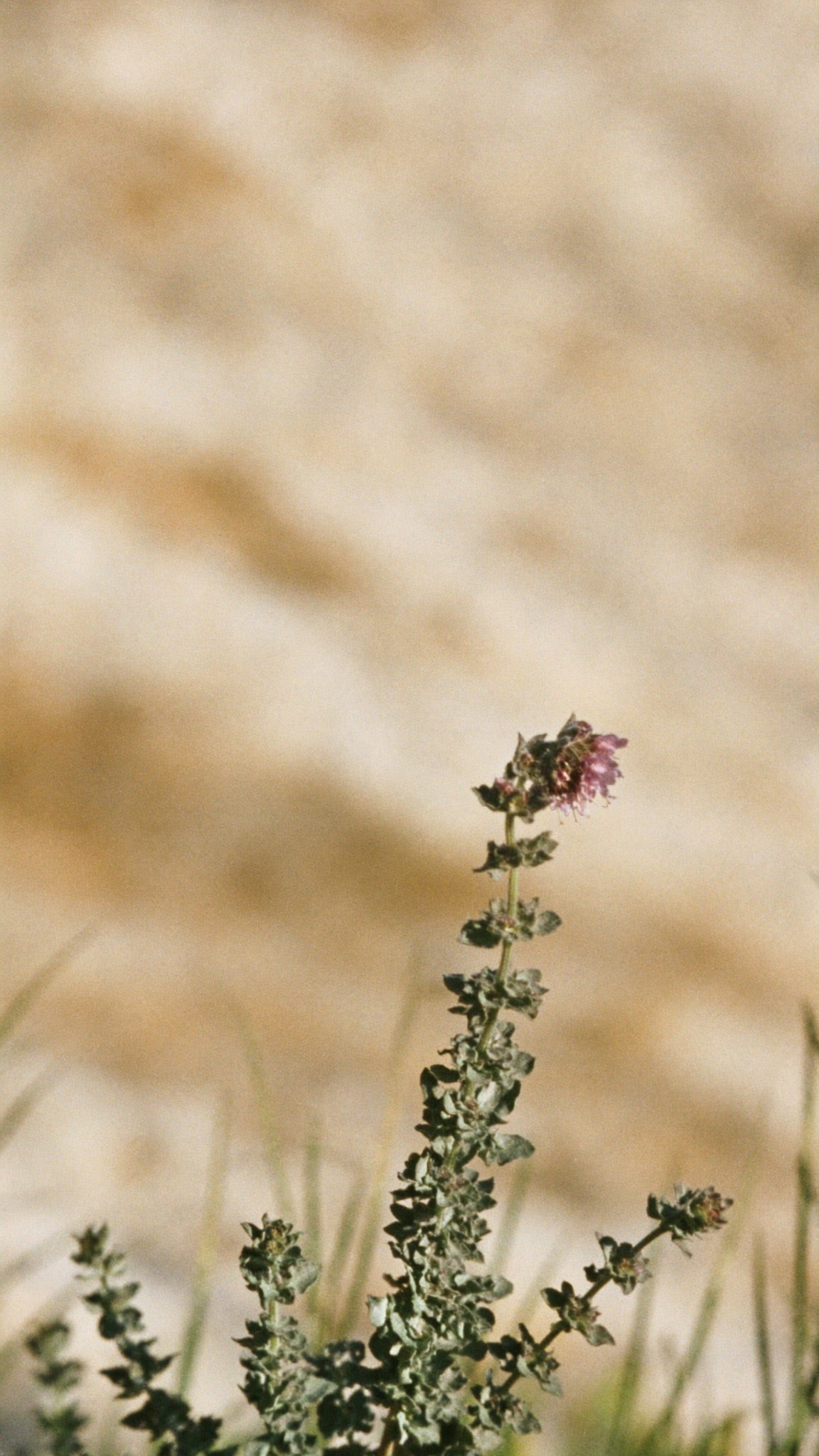 A single flowering wild oregano plant on a sun-warmed Mediterranean hillside
